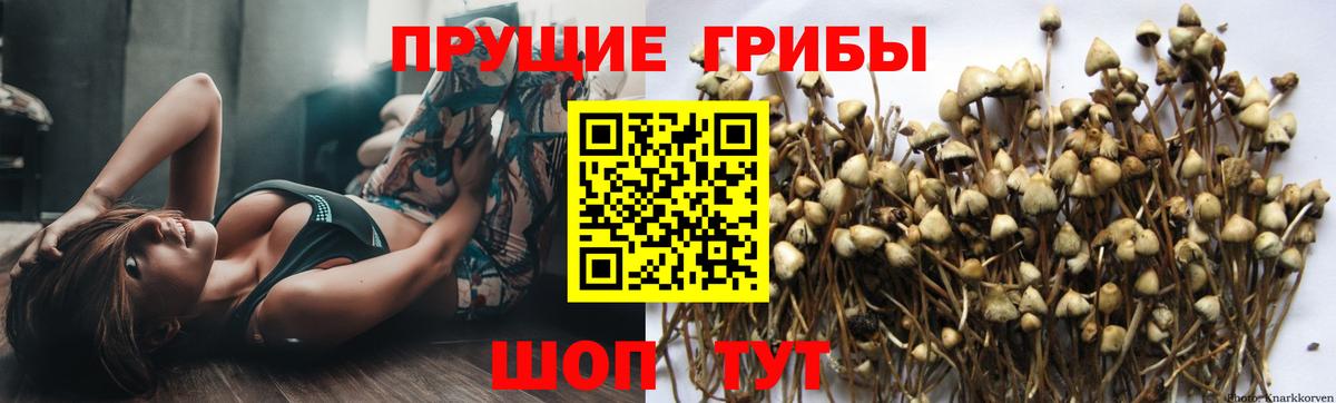 Дюртюли  Псилоцибиновые грибы ЛСД  Вход с VPN  Галлюциногенные грибы GOLDEN TEACHER 
